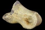 Ornithimimid Toe Bone - Alberta (Disposition #-) #96987-2
